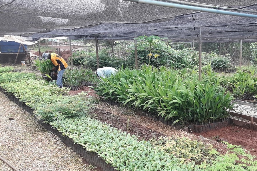 Viveiro municipal tem sido fundamental na vida de produtores rurais em Juína 