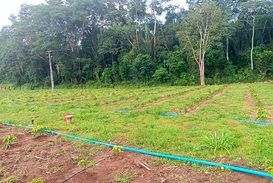 Projeto-piloto de plantio irrigado de café avança em Aripuanã com apoio da Secretaria de Desenvolvimento Rural 