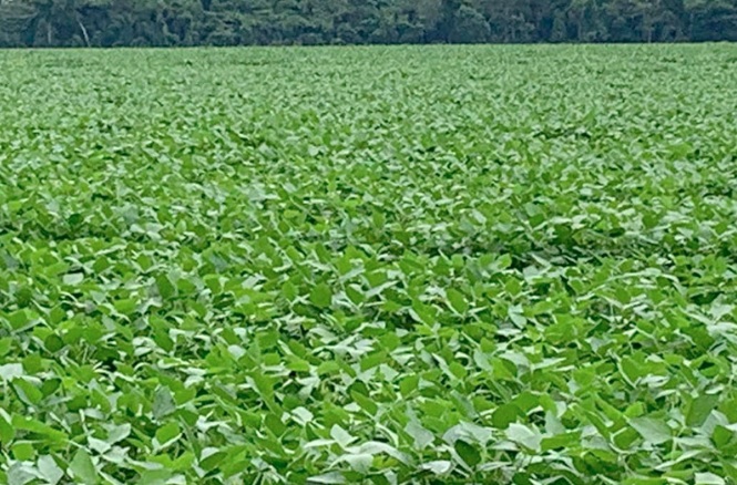 Nortão amplia área plantada de soja e Estado tem novo recorde; produtividade cresce 