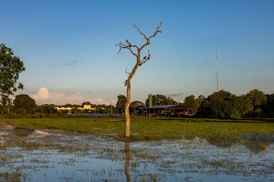 Pantanal Sustentável: Como Funcionam os Pagamentos por Serviços Ambientais