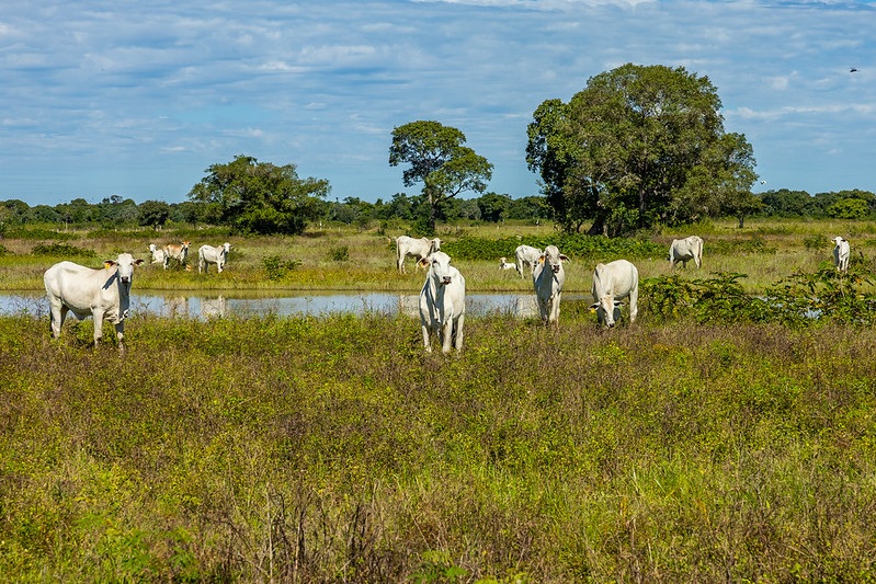 STF analisará nova lei do Pantanal com participação da Famato 