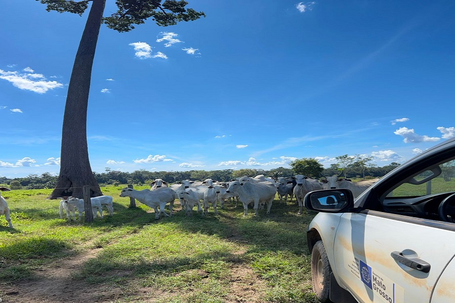 Indea de Aripuanã agradece produtores pela comunicação de rebanhos e celebra melhor campanha já registrada no município 