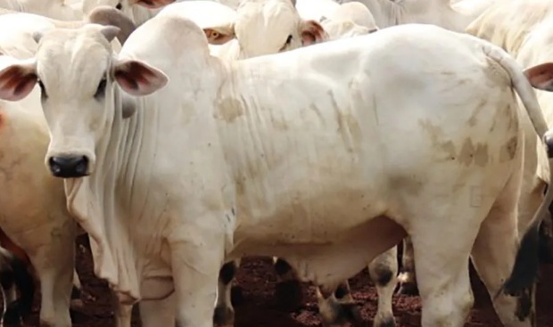 Colniza e Juína estão entre os maiores rebanhos bovinos de Mato Grosso; estado segue líder nacional 