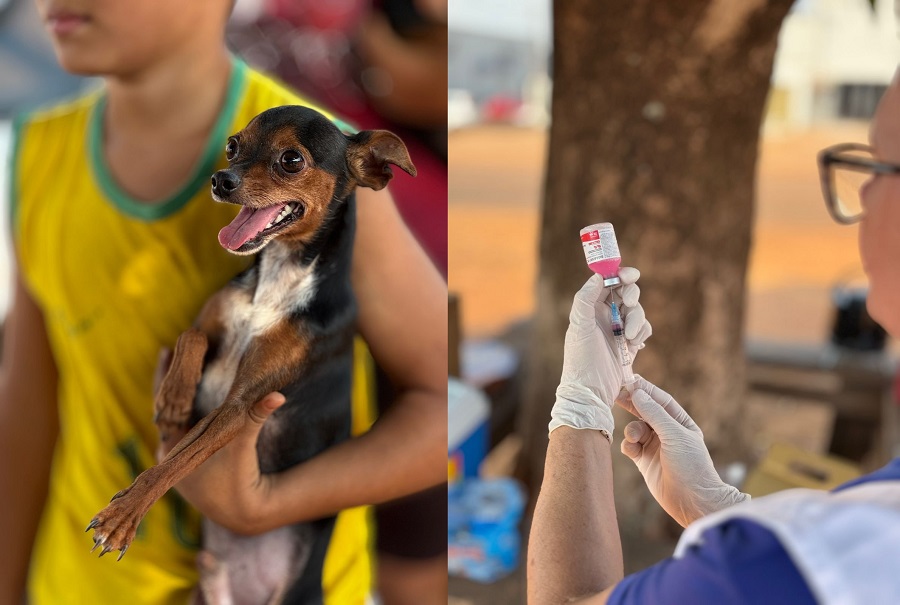 Aripuanã realiza Dia D da Vacinação Antirrábica e imuniza 4 mil animais 