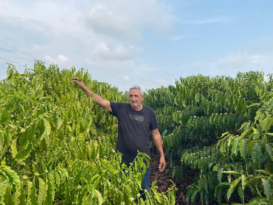 Com incentivo do Governo de MT, o produtor de Aripuanã colhe primeira safra de café 