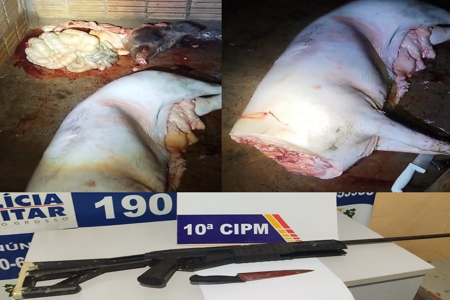 Polícia Militar de Aripuanã prende trio por furto de porco e posse ilegal de arma de fogo 