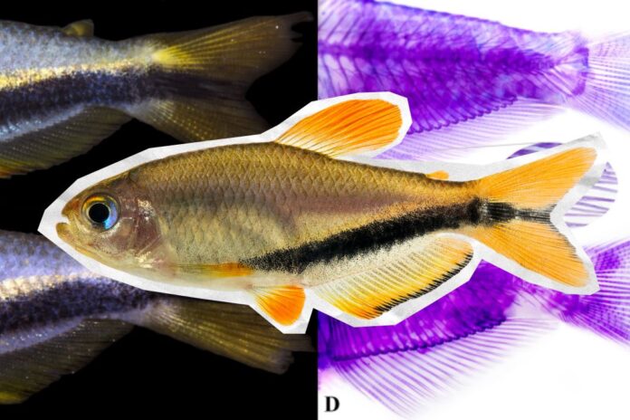 Cientista descobre peixe “relíquia” no norte de Mato Grosso 
