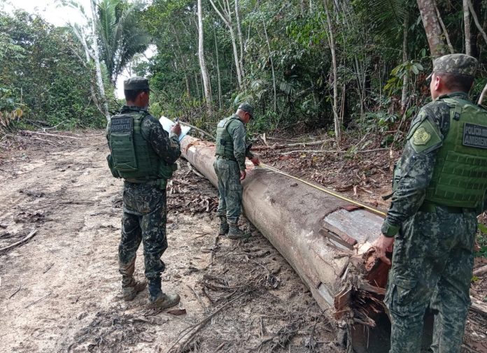 Operação ambiental identifica desmatamento ilegal dentro de parque estadual em Colniza 