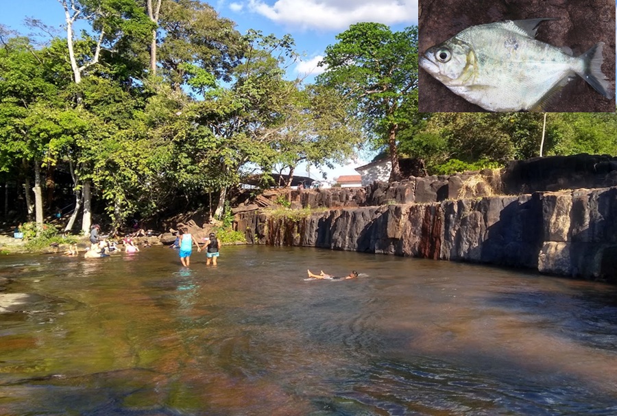 Ataques de piranhas deixam banhistas feridos no Balneário Oásis em Aripuanã