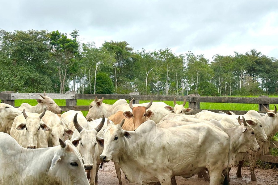 Aripuanã figura entre os 10 maiores criadores de gado de Mato Grosso, aponta Indea 