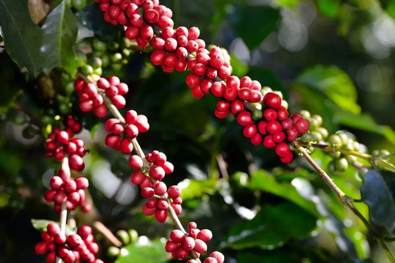 Setor cafeeiro de Mato Grosso projeta bom desempenho em 2026 