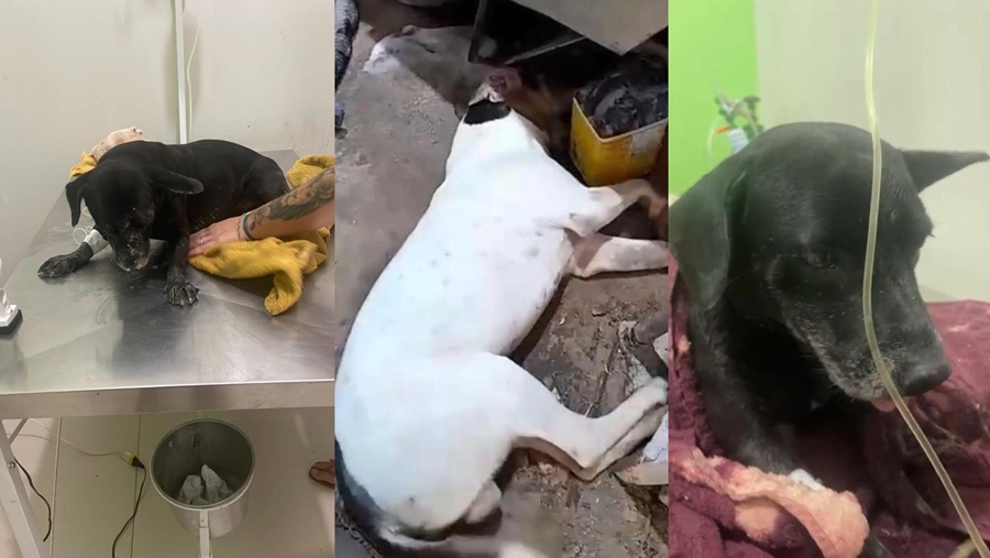 Cães morrem após envenenamento em região de chácaras de Aripuanã; moradores denunciam crueldade 