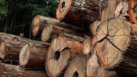 Setor madeireiro movimenta R$ 3,17 bilhões em MT em 2025  