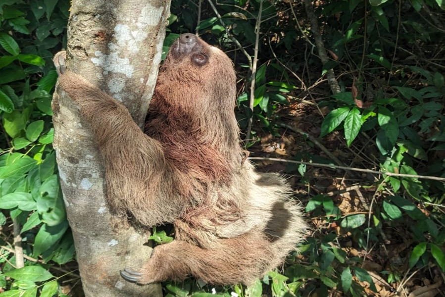 Secretaria de Meio Ambiente de Aripuanã realiza resgates de animais no perímetro urbano 
