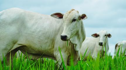 No boi, quase tudo aproveita: exportações brasileiras vão da picanha ao sebo 