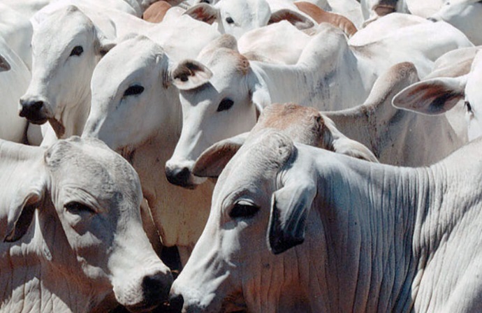 Cotação da vaca gorda tem alta em Mato Grosso 