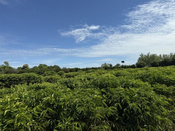 Expedição rota do café leva ciência e inovação diretamente ao produtor de pequena escala em Aripuanã e mais cinco municípios