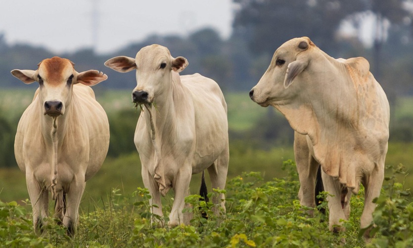 Bezerro atinge maior valor da série, mas reposição exige cautela no campo de MT 