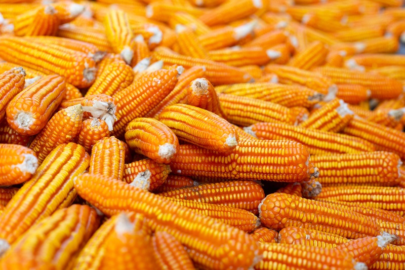 Ciência da integração transforma milho em energia e alimento sem competir por áreas agrícolas