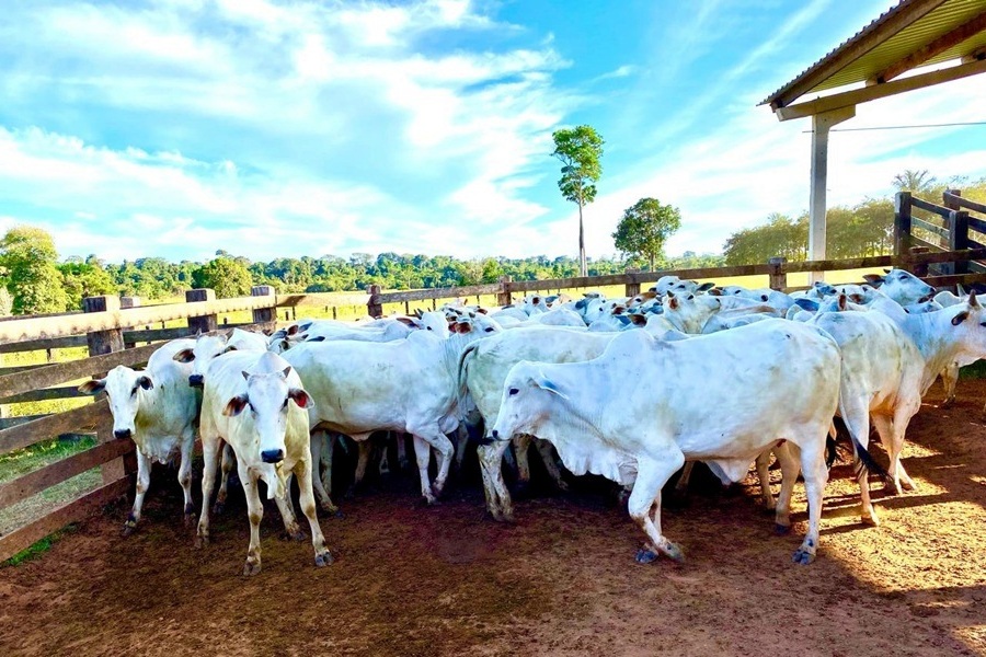 Aripuanã: Prazo para atualização do rebanho junto ao Indea termina nesta quarta-feira; produtores devem evitar multas e bloqueios