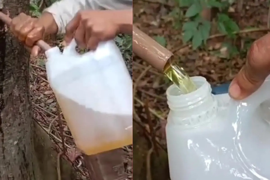 40 litros de óleo de copaíba jorram de apenas uma árvore em MT; veja vídeo 