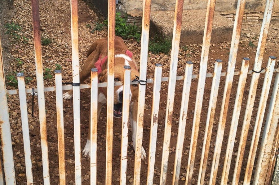 Mulher fica ferida após ataque de cão em Aripuanã; caso mobiliza Polícia Militar 