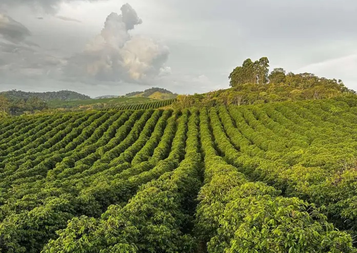 Café movimenta R$ 16,2 milhões em seis cidades do noroeste de Mato Grosso 
