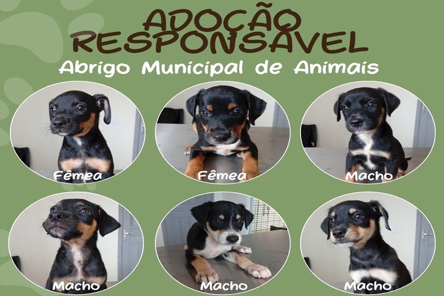 Abrigo Municipal de Aripuanã disponibiliza seis filhotes para adoção responsável 