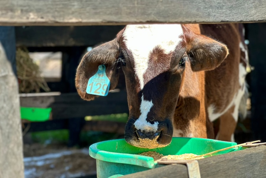 Dia da Pecuária: bovinocultura e diversidade da produção animal movimentam Mato Grosso 
